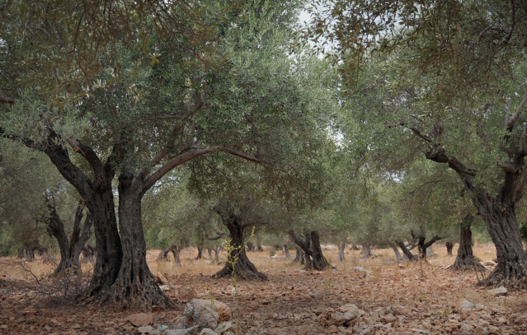 مواسم الخير: التين والزيتون