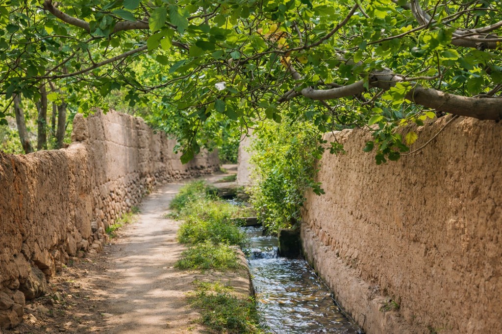 من الماء إلى السنابل